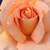 Roșu și alb - Trandafir pentru straturi Floribunda - Eye Paint